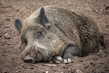 Sleeping wild boar in the park