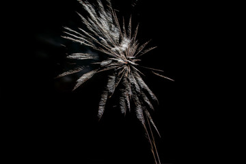 Firework at night. Single red, orange and yellow burst - black sky, long exposure