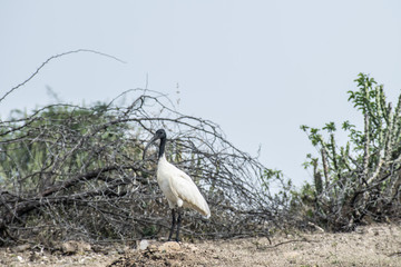 great blue heron on tree