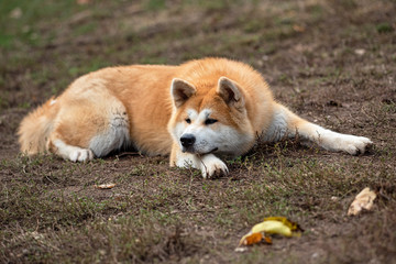 Nice akita dog in the park