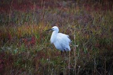 Egret In Red Field