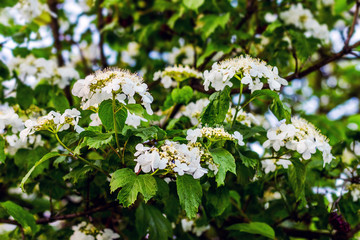 White viburnum flowers among green leaves. Viburnum bloom_