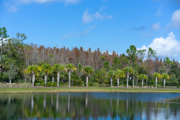 Fototapeta na wymiar Fall tree and leaf in Florida