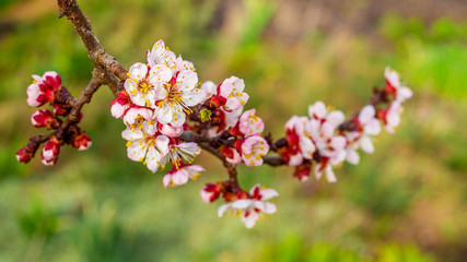 Apricot branch with flowers on a mottled background in sunny weather_