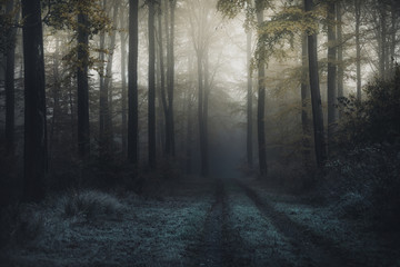 Dunkler Wald mit Nebel