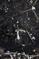 frost on the list