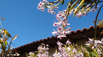 orchidae, orchidea © Edvaldo