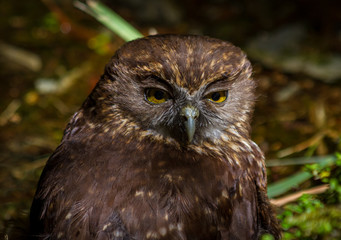 Obraz premium Morepork Owl