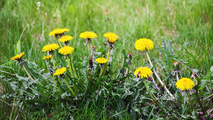 Yellow dandelions in the meadow among green grass_