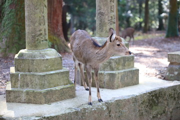 Nara Park in Nara Prefecture, Japan and the scenery of deer living in the park