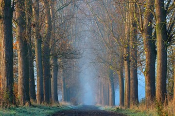 Fototapeta premium paysage automnal sur étang dans la Pévèle