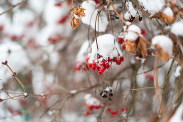 viburnum berries hanging on a branch covered by the snow in the winter garden close up