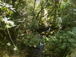 Stream in the forest