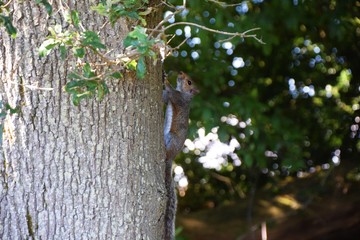 Squirell