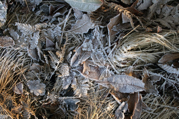 frost on the list © Artur