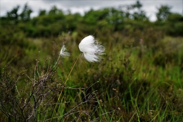 Blowin in the Wind 2