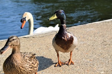 Duck