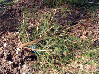 Dead spruce