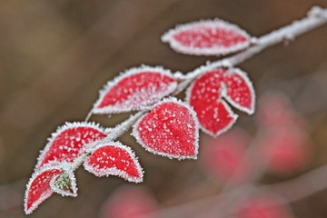 Cotoneaster in roter Herbstfärbung mit Raureif