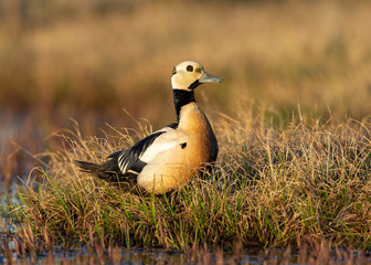 Steller's Eider (Polysticta stelleri) on Arctic Tundra, Barrow Alaska