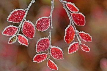 Cotoneaster in roter Herbstfärbung mit Raureif