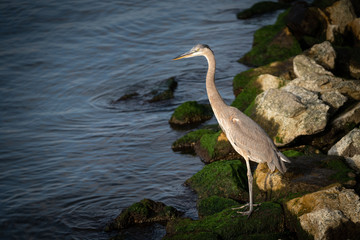 Great Blue Heron