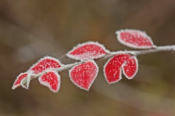 Cotoneaster in roter Herbstfärbung mit Raureif