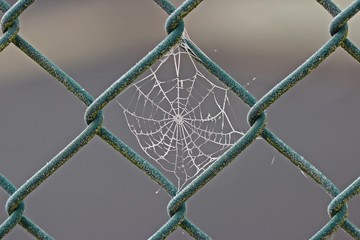 Spinnennetz mit Raureif an Maschendrahtzaun