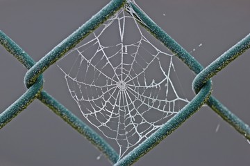 Spinnennetz mit Raureif an Maschendrahtzaun