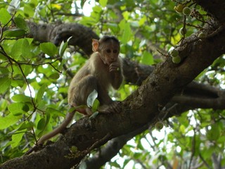 monkey