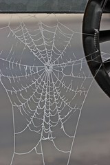 Spinnennetz mit Raureif an der Leitplanke