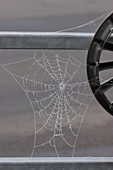 Spinnennetz mit Raureif an der Leitplanke