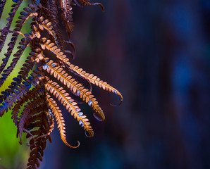 Background of tropical fern leaves