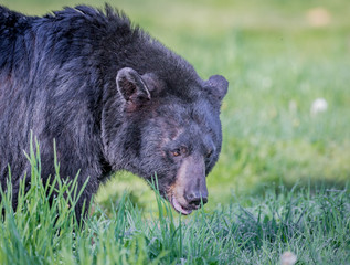 Black bear walking through meadow in MN