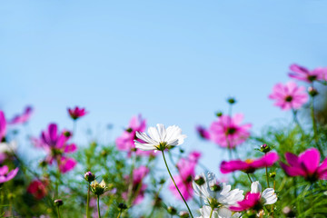 青空とコスモス