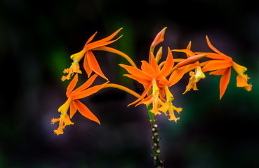 Delicate orange orchids in Hawaii