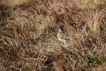 Hidden bird
