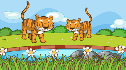 Obraz na płótnie Canvas Scene with two tigers in the park