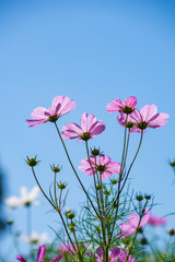 青空とコスモス