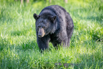 Large black bears walking in forest