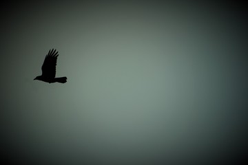 silhouette of bird in flight