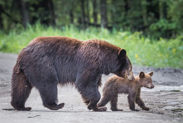 Mom and cub black bears cross road in MN