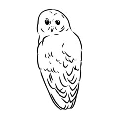 owl on white background