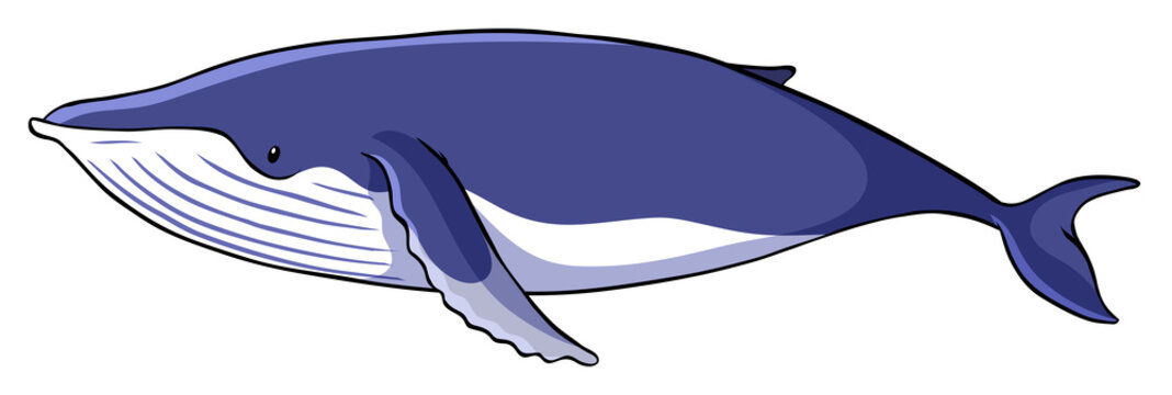 Blue whale on white background