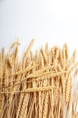 Golden wheat lies on a white table. Rye stalks on a white background.