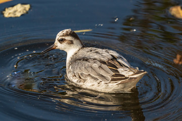 A small arctic bird, a gray phalarope (sandpiper), swims in a lake in shallow water in search of food. October 2019, the city of Kyiv. A very rare bird in Ukraine.