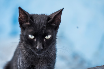 Cat in the streets of Chefchaouen, Morocco