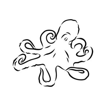 vector illustration of octopus