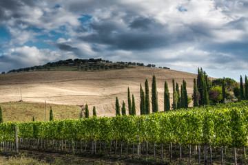 Obraz premium Tuscan landscape with cypress trees.jpg