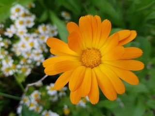 Obraz premium Calendula officinalis — herbaceous plant of the genus Calendula of the family Aster (Asteraceae).